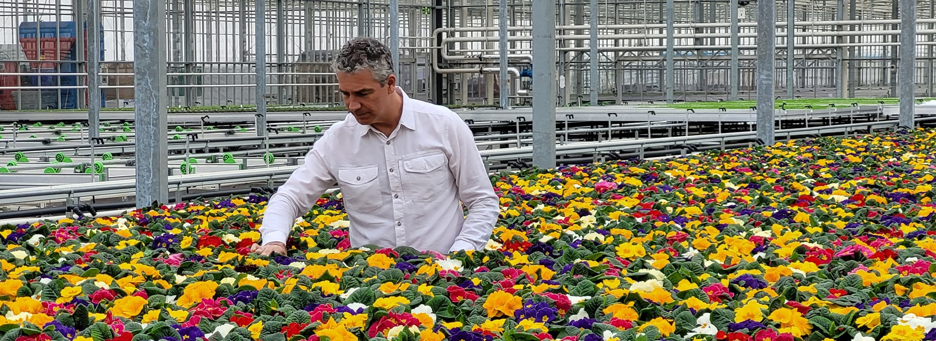 Tesco to go peatfree on UKgrown bedding plants and compost in major