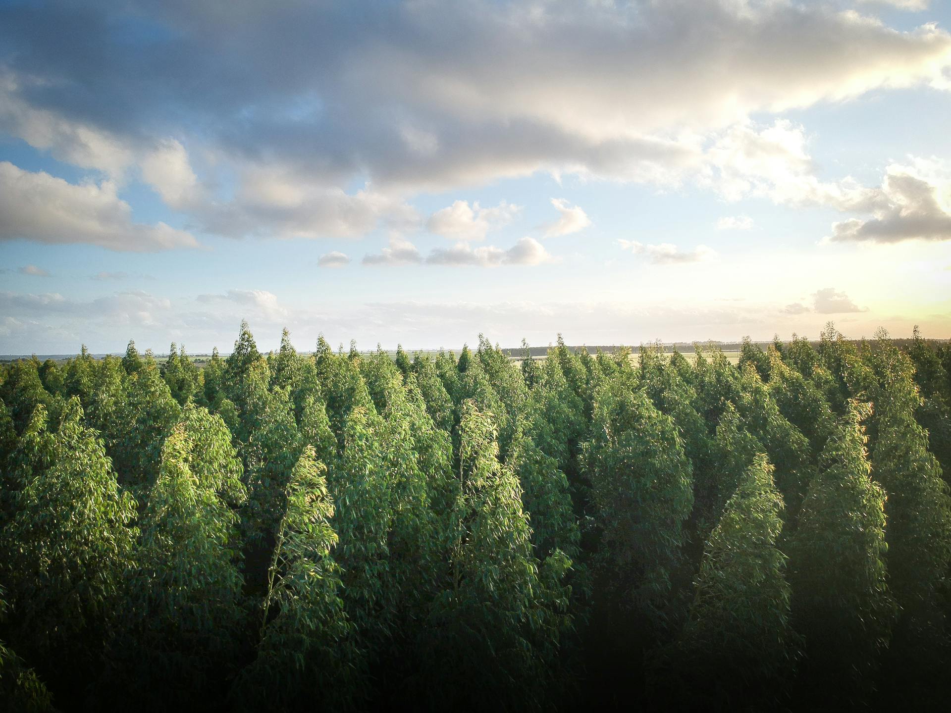 Protecting Forests