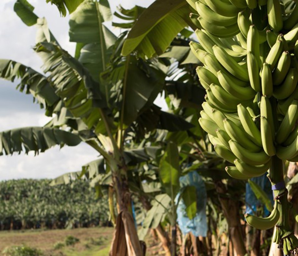 Banana plants