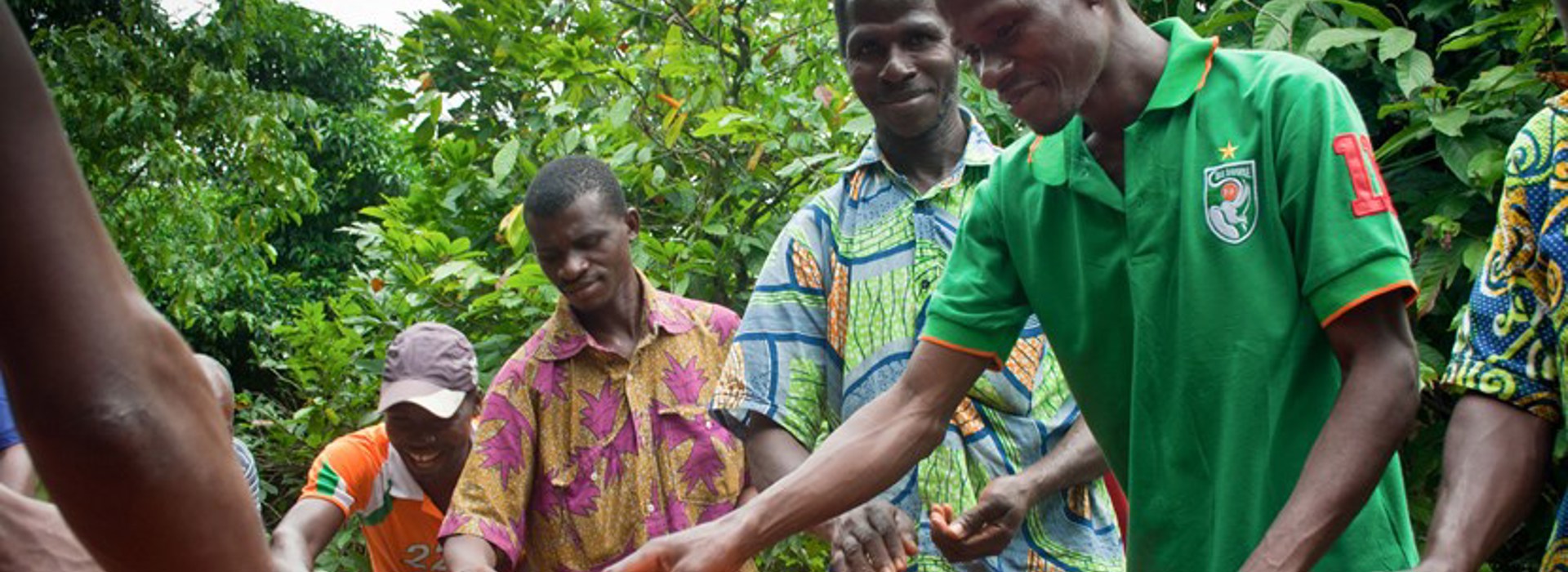 Workers sorting cocoa beans