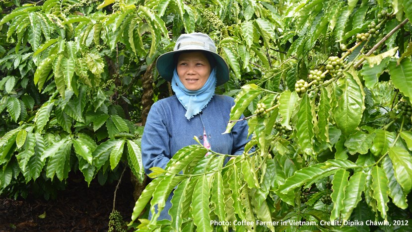 Vietnamese coffee farmer