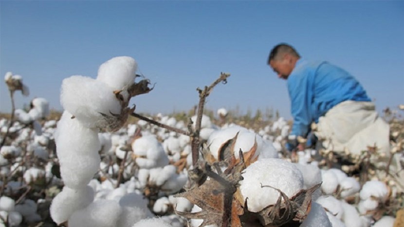 Cotton worker in China