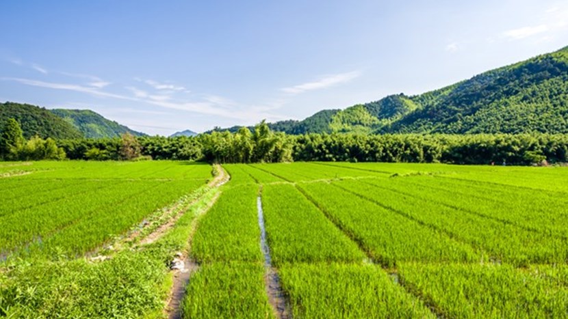 Green field