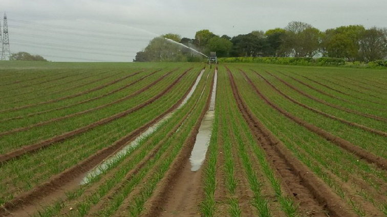 Crops in a field being watered