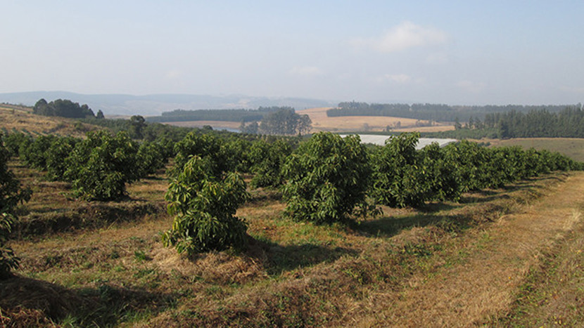 Field