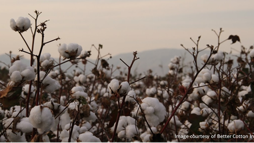Cotton tree
