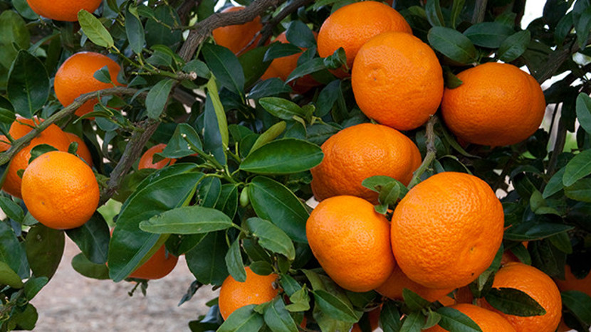 Orange tree