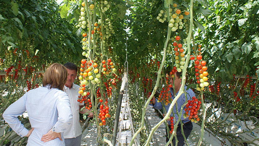 Tomato plants