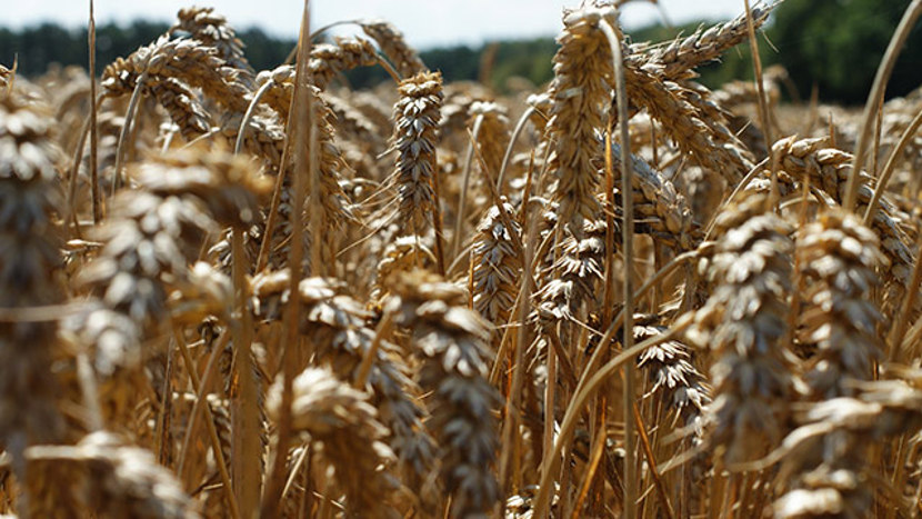 Wheat