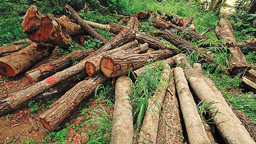 Cut down trees
