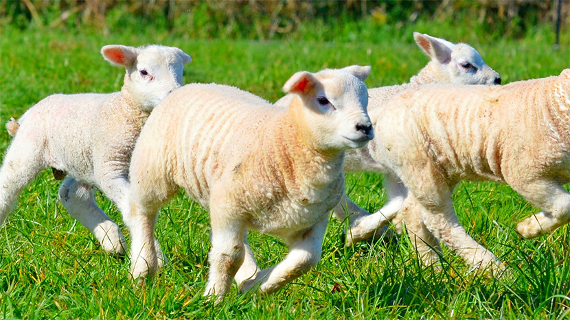 Backing British lamb farmers for a sustainable future Tesco PLC