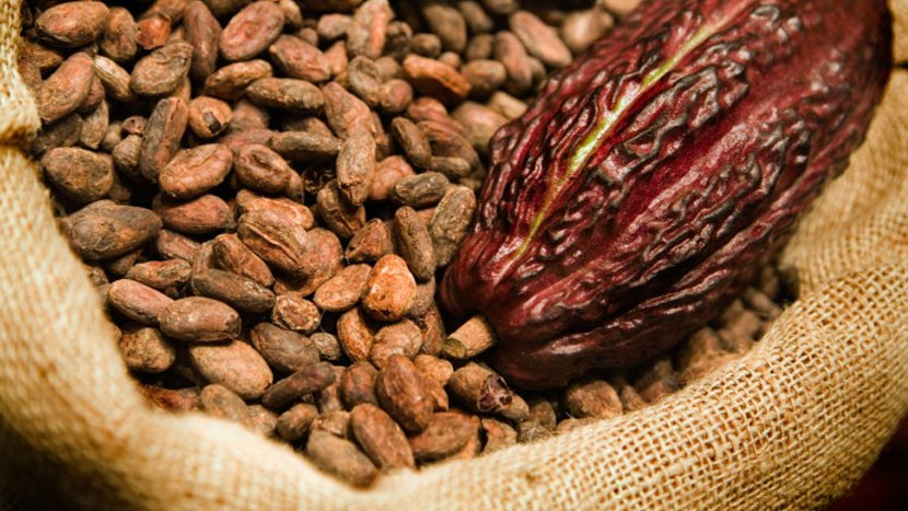 Cocoa beans