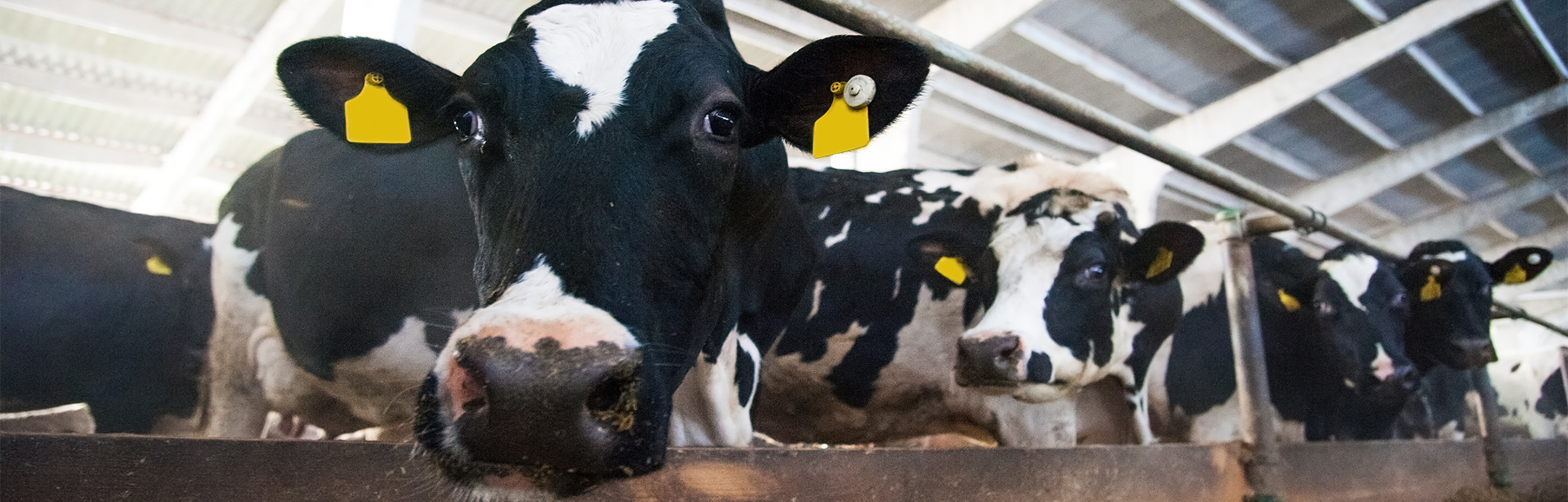 New Tesco food surplus feed site set to drive circularity in the UK ...