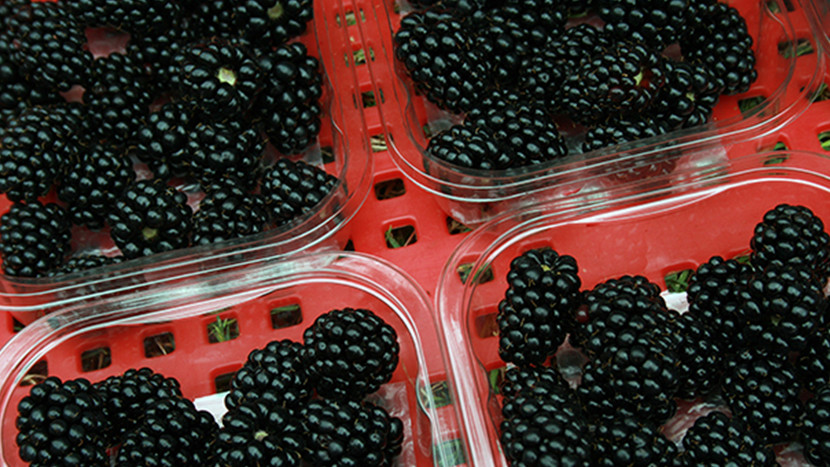 Blackberry punnets