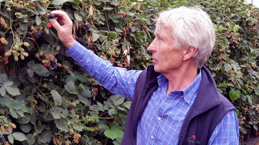 Man picking blackberries