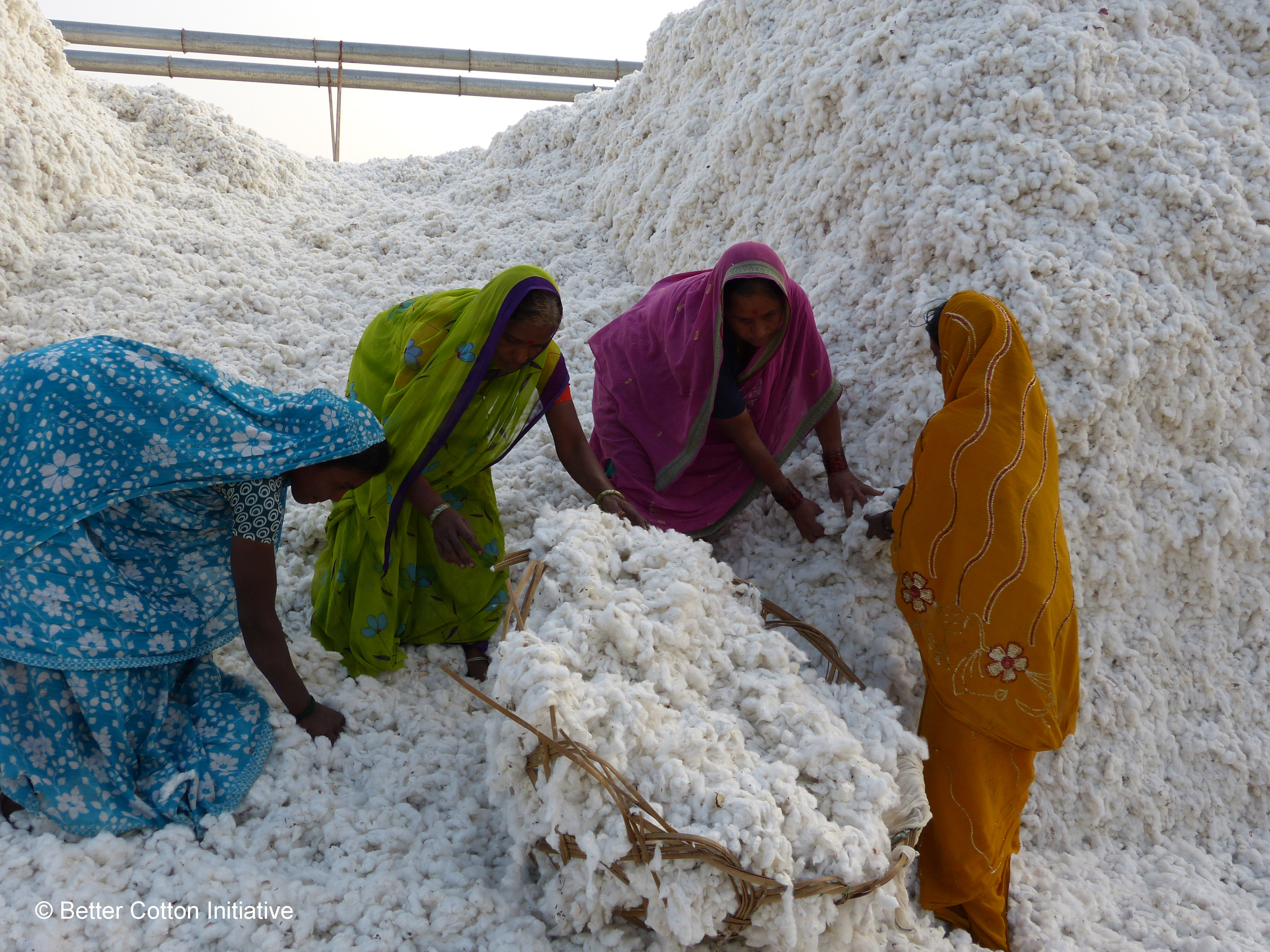 Ladies harvesting cotton