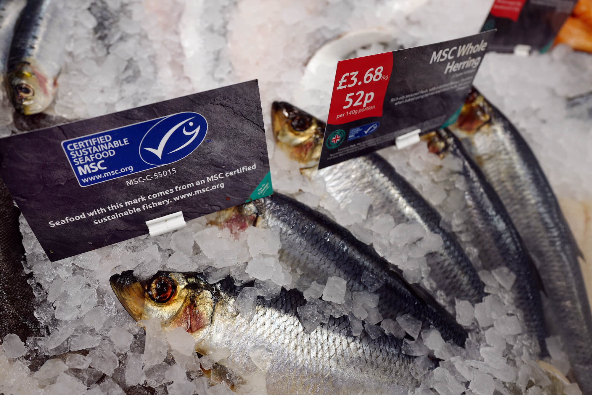 MSC certified fish in ice