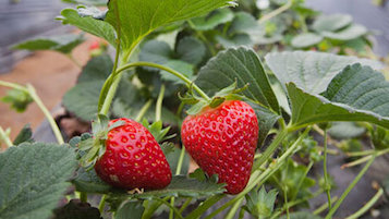 Two strawberries on a plant