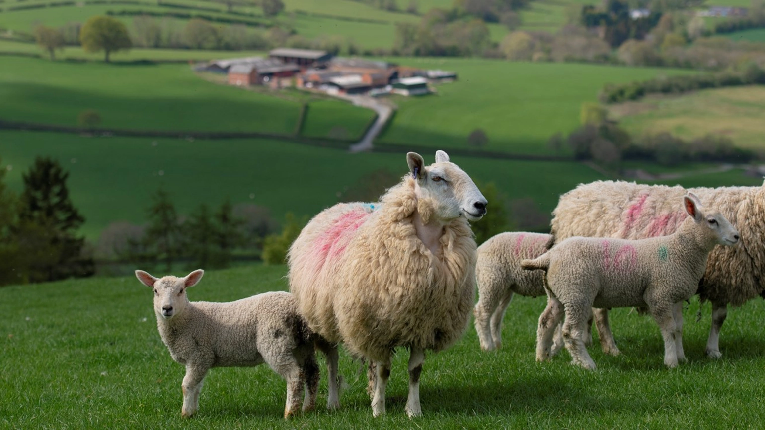 Sheep