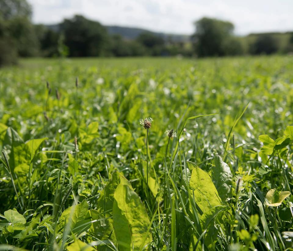 Close up view of a green plants in a field