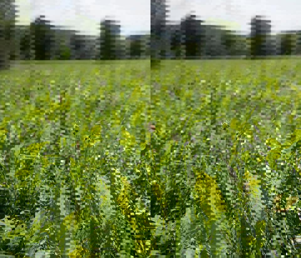 Close up view of a green plants in a field