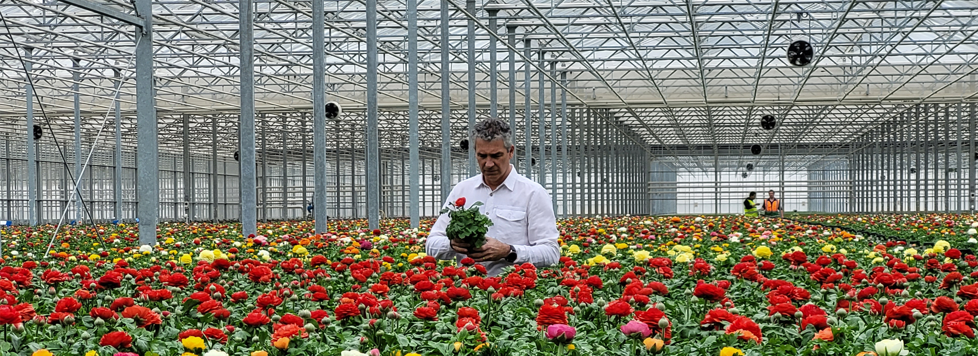 Tesco set to go peatfree on UKgrown bedding plants and make major