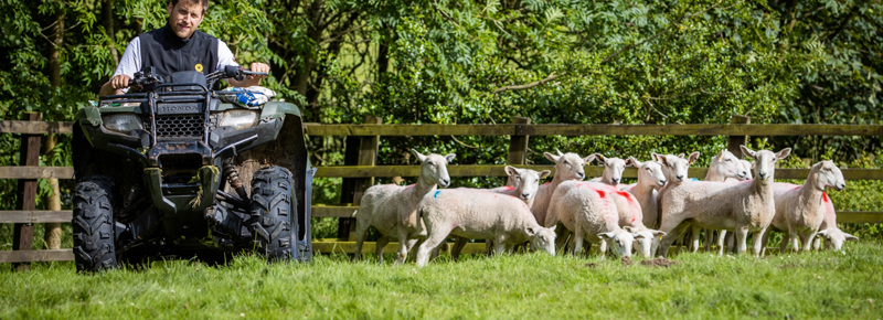 Tesco quad bike deals