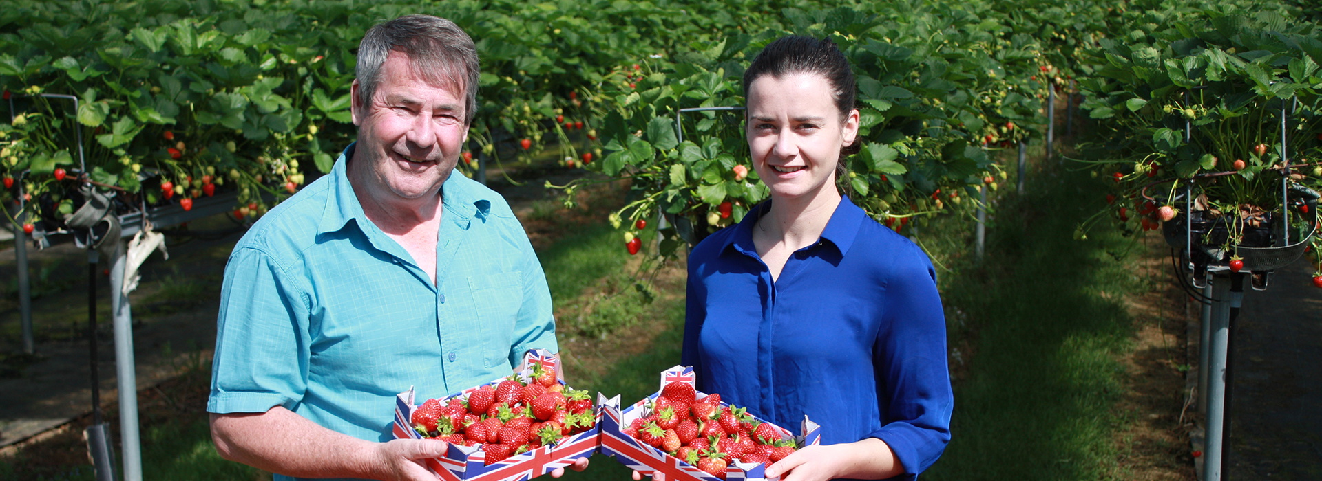 Tesco helps out UK strawberry growers following crop flush