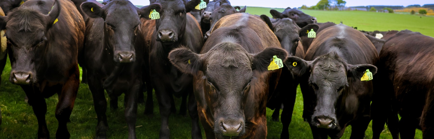 Tesco announces two new nature partnerships as it ramps up plans to ...