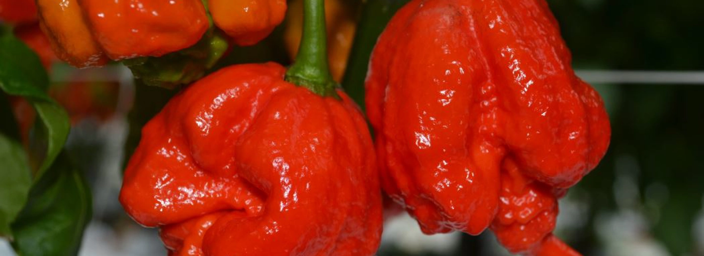 Even Hotter Stuff As Notorious Carolina Reaper Goes On Sale At Tesco even-hotter-stuff-as-notorious-carolina-reaper-goes-on-sale-at-tesco