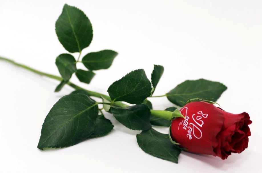 Imprinted roses with messages of love, means you can now really say it ...