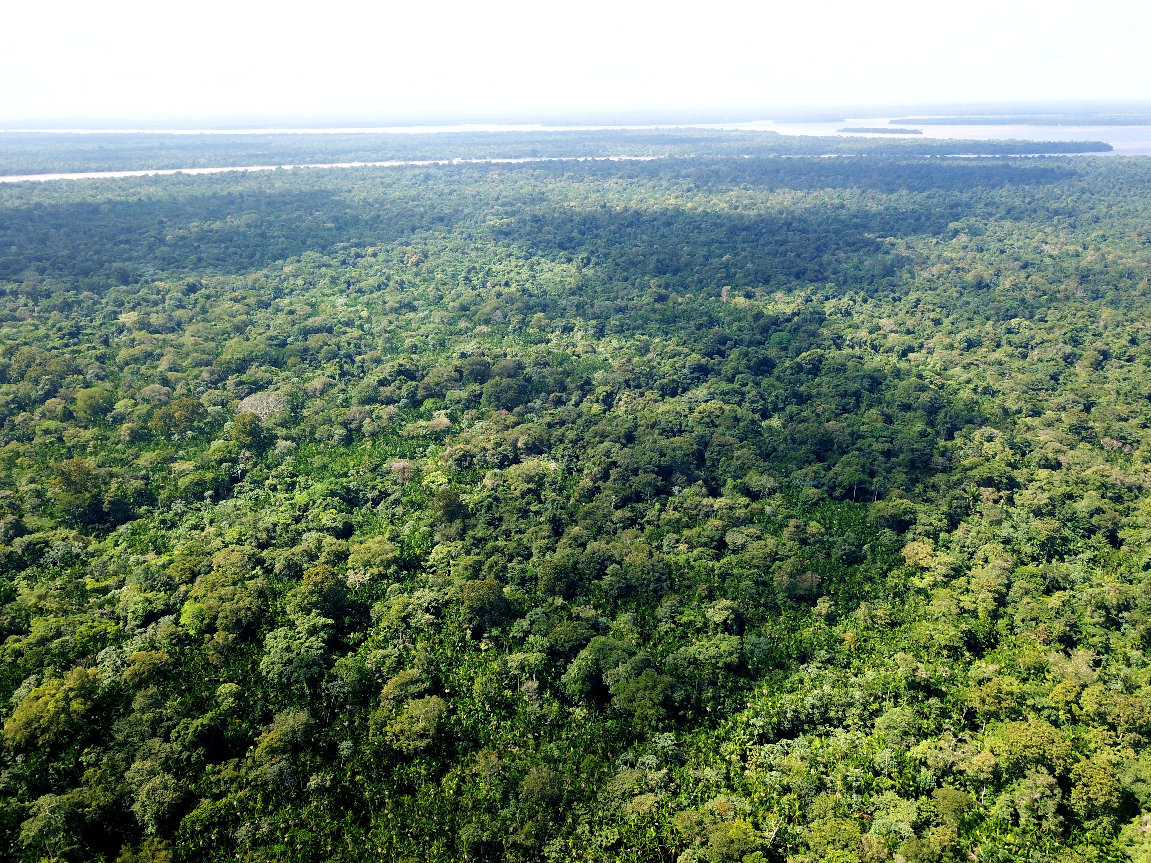 Tesco supports Greenpeace aim to end Amazon deforestation and calls for ...