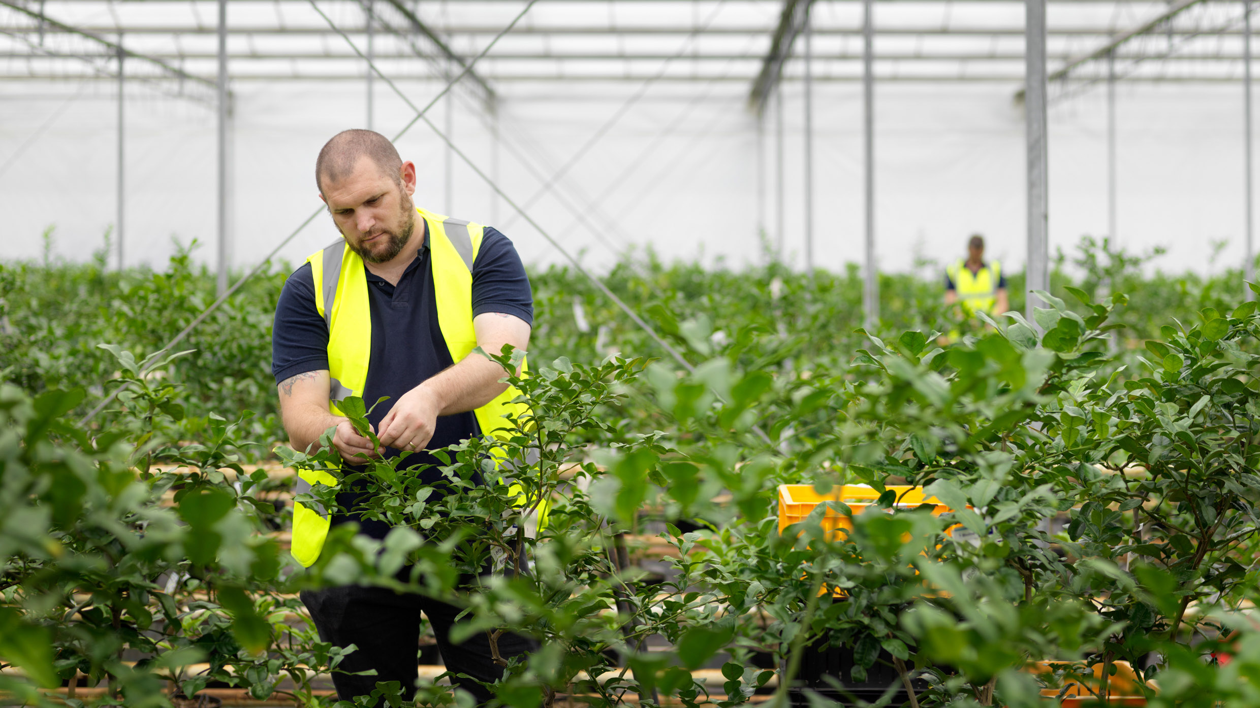 British fresh herbs Tesco