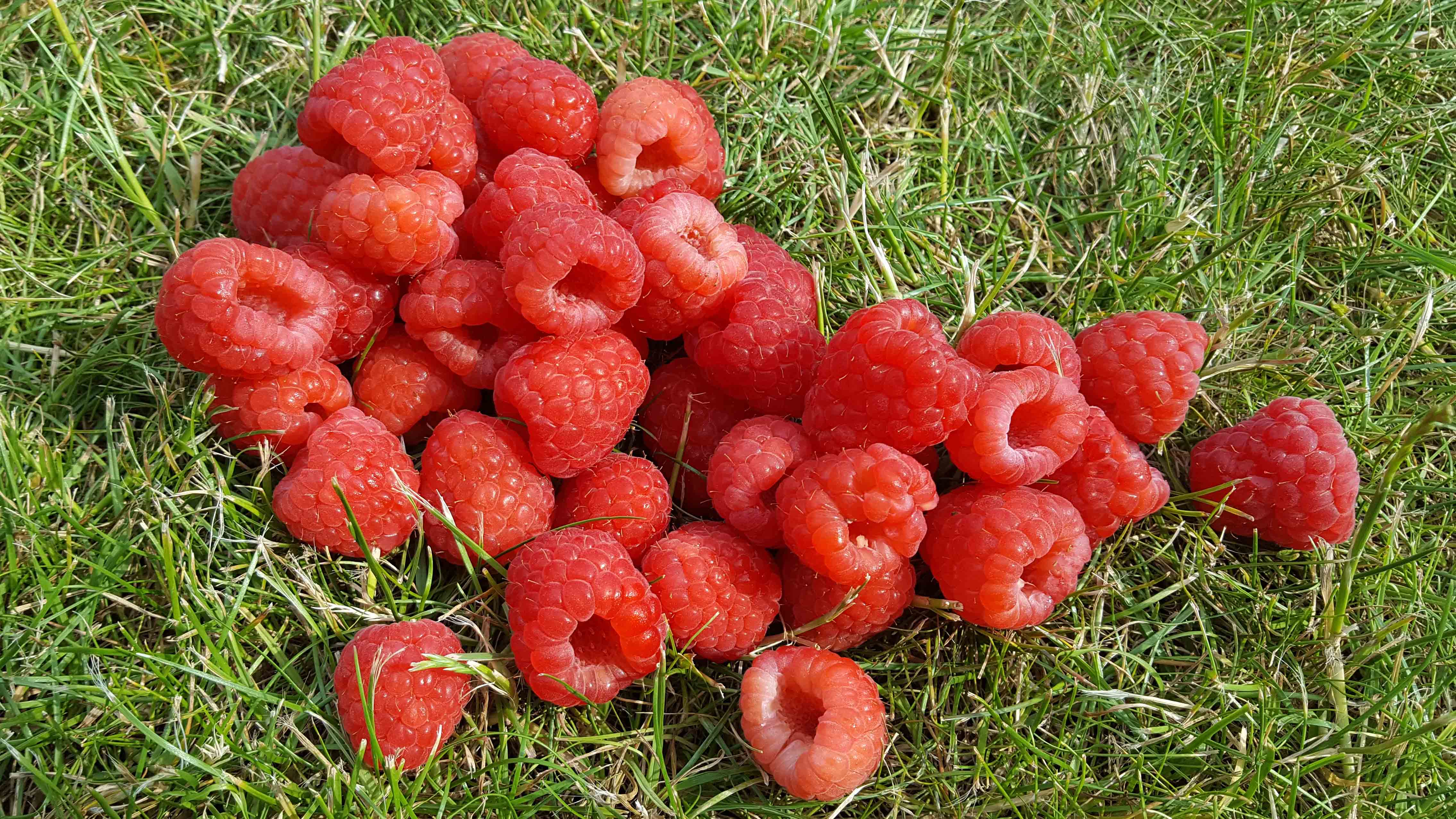 FOOD WASTE raspberries tesco