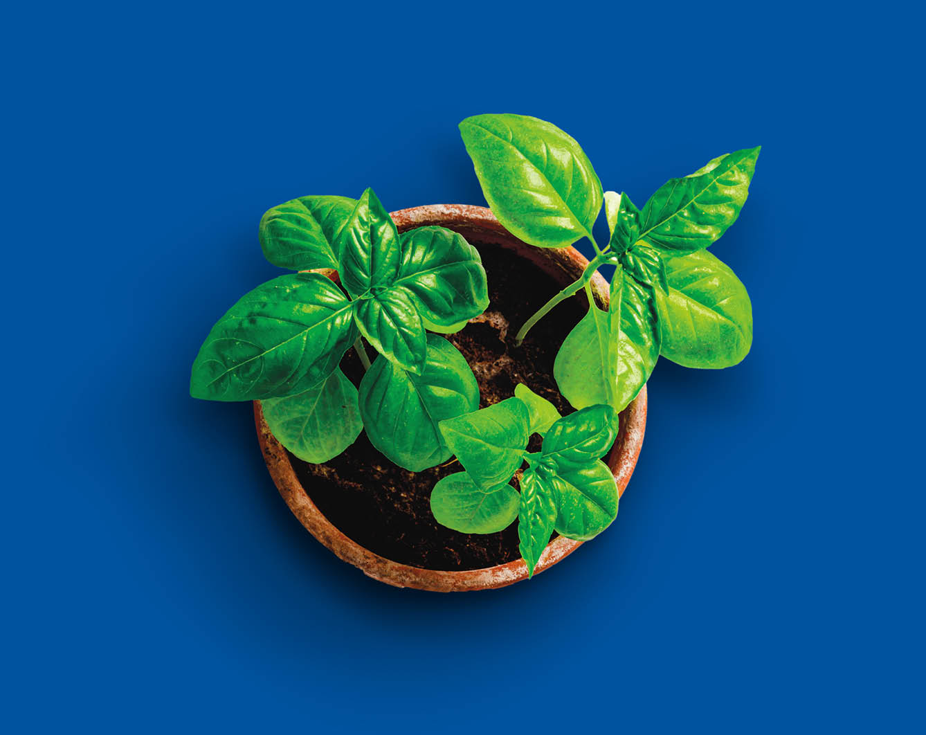 Basil image