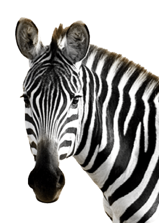 zebra animal isolated on white background, zebra face isolated on white background, zebra isolated.; Shutterstock ID 2441620455; purchase_order: -; Client/Licensee: -; Cost code: -; Employee: -